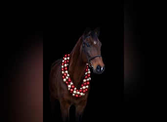 Holstein, Gelding, 16 years, 17 hh, Brown