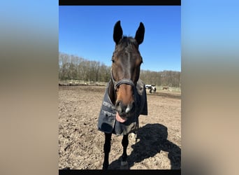 Holstein, Gelding, 16 years, 17 hh, Brown