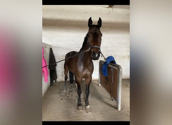 Holstein, Gelding, 16 years, 17 hh, Brown