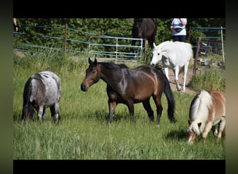 Holstein, Gelding, 16 years, 17 hh, Brown