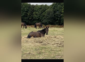 Holstein, Gelding, 16 years, 17 hh, Brown