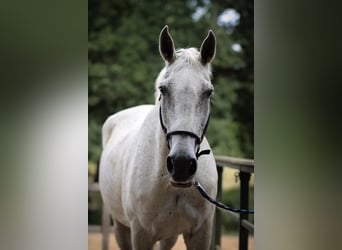 Holstein, Gelding, 16 years, 17 hh, Gray-Fleabitten