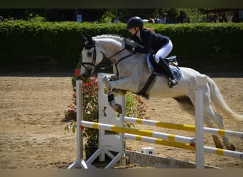 Holstein, Gelding, 16 years, 17 hh, Grey-Fleabitten