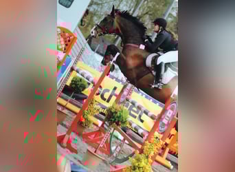 Holstein, Gelding, 16 years, 17,1 hh, Bay-Dark