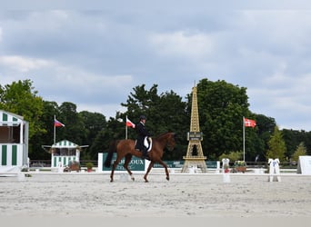 Holstein, Gelding, 16 years, 17,1 hh, Chestnut-Red