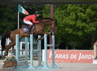 Holstein, Gelding, 16 years, 17,1 hh, Chestnut-Red