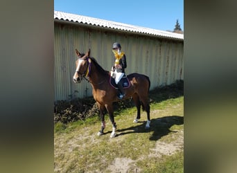 Holstein, Gelding, 16 years, 17,3 hh