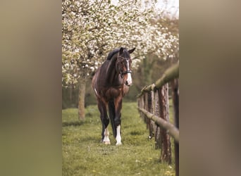 Holstein, Gelding, 16 years, 18 hh, Bay-Dark