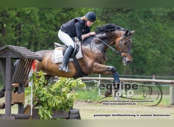 Holstein, Gelding, 17 years, 16.2 hh, Brown