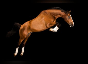 Holstein, Gelding, 17 years, 16 hh, Brown Holstein, Gelding, 17 years, 16 hh, Brown