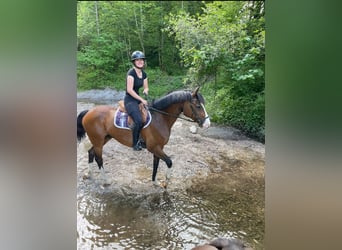 Holstein, Gelding, 17 years, 16 hh, Brown