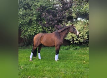 Holstein, Gelding, 17 years, 16 hh, Brown