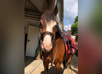 Holstein, Gelding, 17 years, 16 hh, Brown