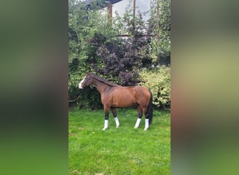 Holstein, Gelding, 17 years, 16 hh, Brown