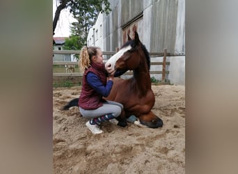 Holstein, Gelding, 17 years, 16 hh, Brown