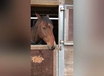 Holstein, Gelding, 17 years, 16 hh, Brown