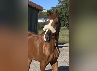 Holstein, Gelding, 17 years, 16,2 hh, Chestnut-Red