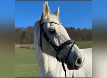 Holstein, Gelding, 17 years, 16,3 hh, Grey-Fleabitten