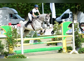 Holstein, Gelding, 17 years, 17,1 hh, Gray-Fleabitten