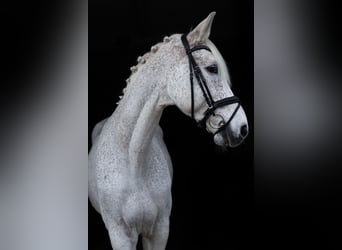 Holstein, Gelding, 17 years, 17,1 hh, Gray-Fleabitten