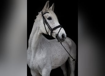 Holstein, Gelding, 17 years, 17,1 hh, Gray-Fleabitten