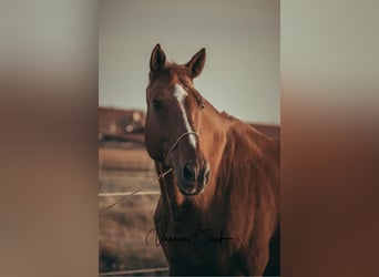 Holstein, Gelding, 17 years, 17.2 hh, Chestnut-Red