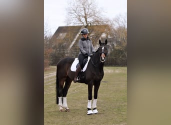 Holstein, Gelding, 17 years, 17 hh, Bay-Dark