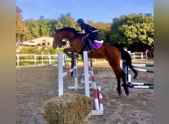 Holstein Mix, Gelding, 17 years, 17 hh, Brown-Light