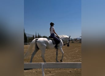 Holstein, Gelding, 17 years, 17 hh, Grey