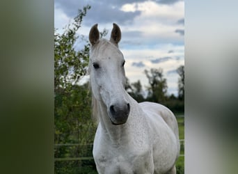 Holstein, Gelding, 17 years, 17 hh, Grey