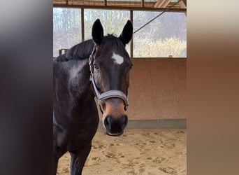 Holstein, Gelding, 18 years, 15,3 hh, Bay-Dark