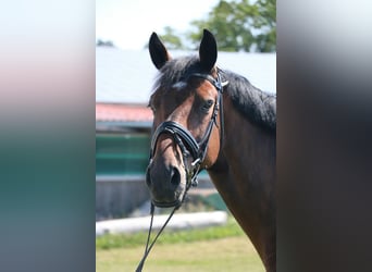 Holstein, Gelding, 18 years, 16,2 hh, Brown