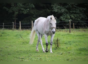 Holstein, Gelding, 18 years, 16,2 hh, Gray-Fleabitten
