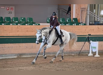 Holstein, Gelding, 18 years, 18 hh, Grey