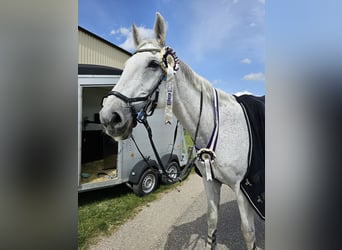Holstein, Gelding, 18 years, 18 hh, Grey