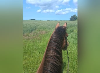 Holstein, Gelding, 19 years, 16 hh, Brown