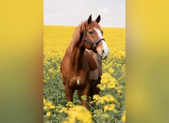 Holstein, Gelding, 19 years, 16,2 hh, Chestnut-Red