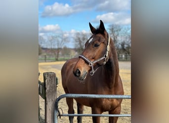 Holstein, Gelding, 19 years, 17 hh, Brown