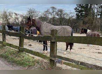 Holstein, Gelding, 19 years, 17 hh, Brown