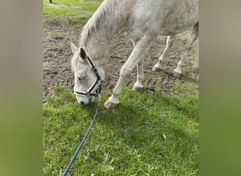 Holstein, Gelding, 19 years, 17 hh, Grey-Fleabitten