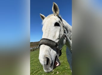 Holstein, Gelding, 19 years, 17 hh, Grey-Fleabitten