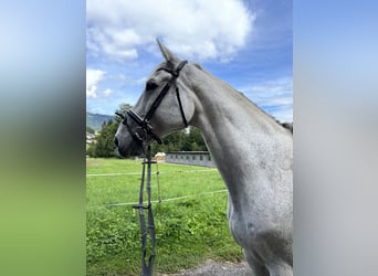 Holstein, Gelding, 19 years, 17 hh, Grey