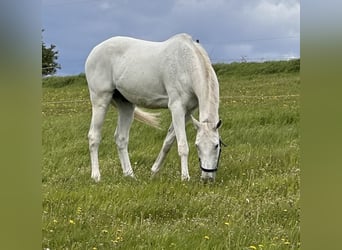 Holstein, Gelding, 19 years, 17,1 hh, Grey