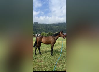Holstein Mix, Gelding, 1 year, 15,2 hh, Bay