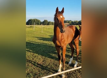 Holstein, Gelding, 1 year, 16.3 hh, Brown