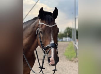 Holstein, Gelding, 20 years, 16,2 hh, Brown