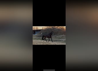 Holstein, Gelding, 20 years, 17,1 hh, Bay-Dark