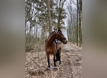 Holstein, Gelding, 21 years, 16.3 hh, Bay-Dark