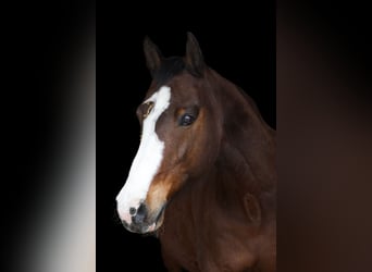 Holstein, Gelding, 21 years, 16 hh, Brown