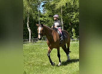 Holstein, Gelding, 21 years, 17.3 hh, Brown Holstein, Gelding, 21 years, 17.3 hh, Brown